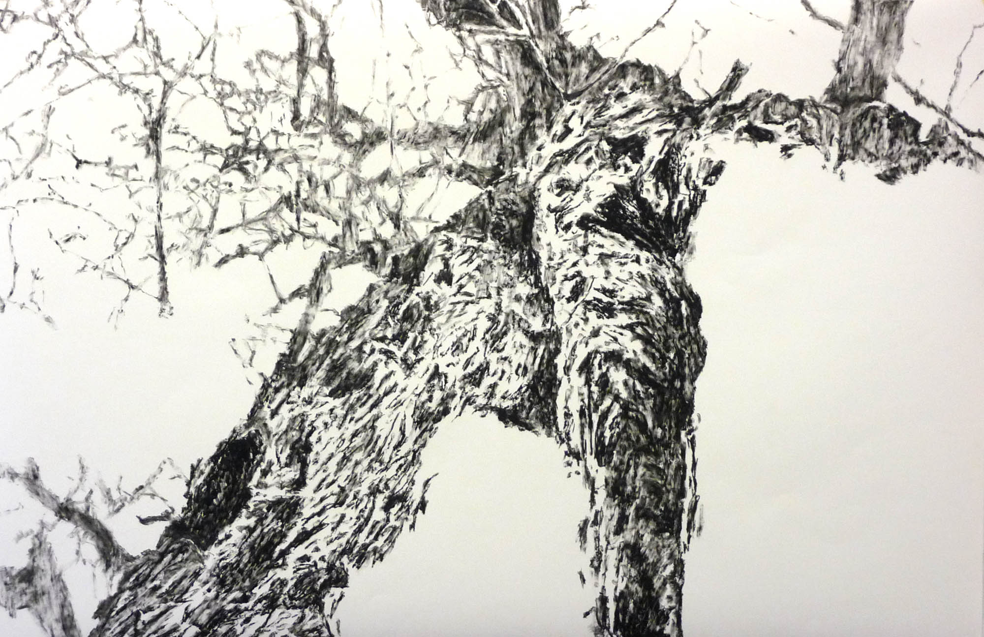 Baum-Segment, 2014, Ölpastell auf Papier, 100 x 150 cm © Dieter Konsek