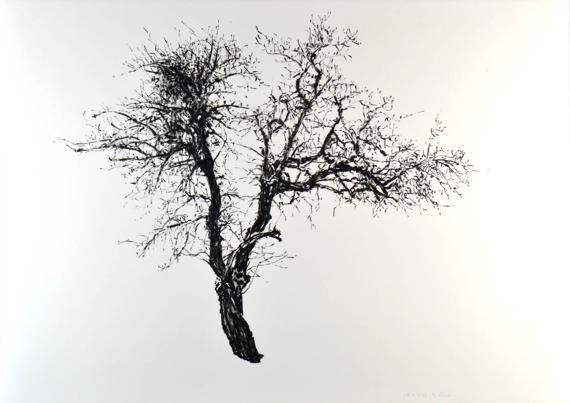 Baum, 19. 3. 2022, Ölpastell auf Papier, 70 x 100 cm © Dieter Konsek